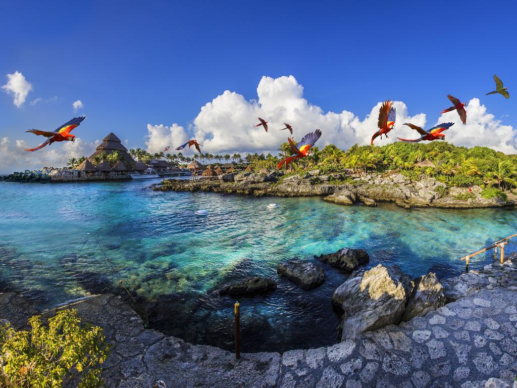 Occidental At Xcaret Destination Hotel Xcaret Park Exterior photo Parrots at Xel-Há