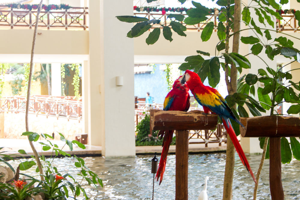 Occidental At Xcaret Destination Hotel Xcaret Park Exterior photo Parrots at the lobby